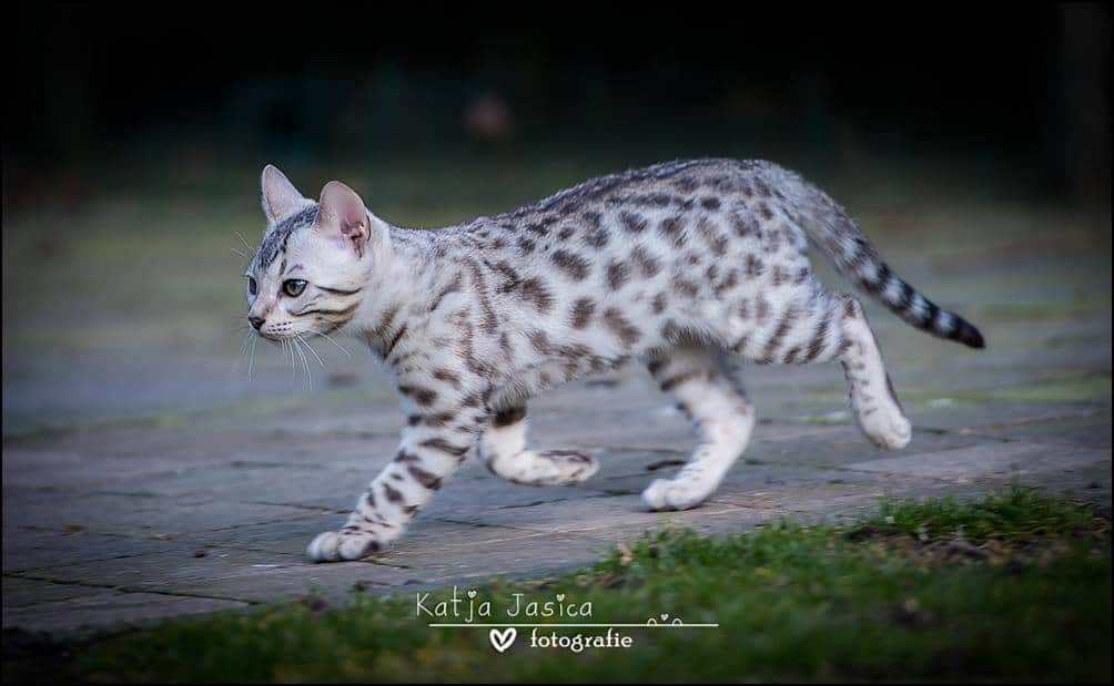 Silver Spotted Bengal Female