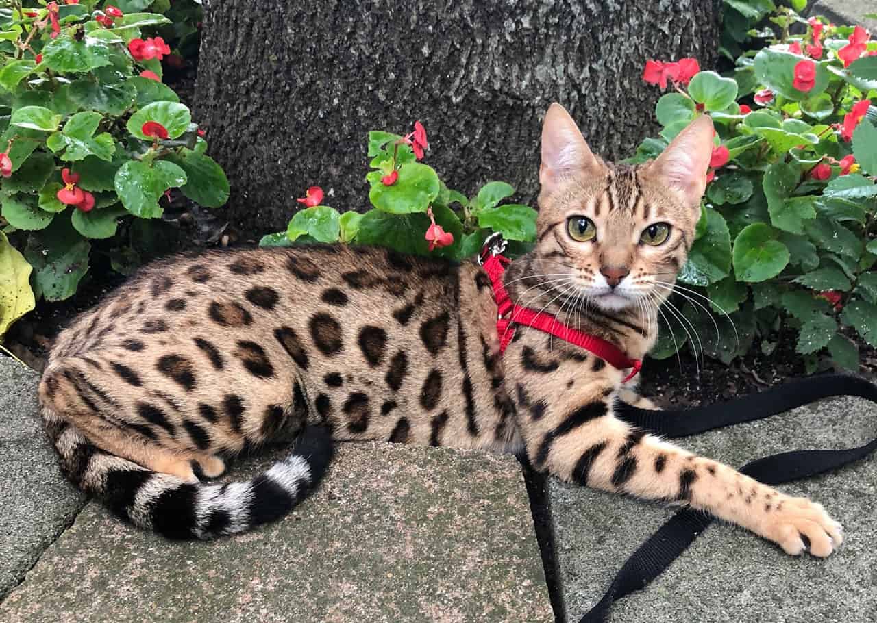 When Rosetted Bengal Bloomed