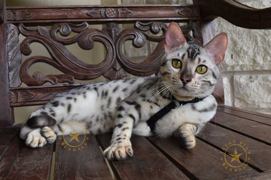 silver TexasStar Bengal