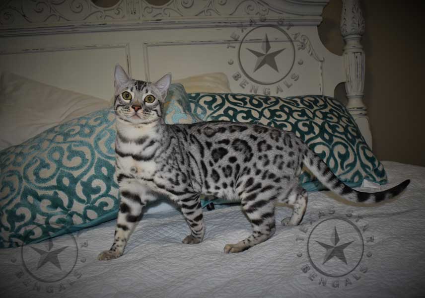 Silver Black Spotted Bengal