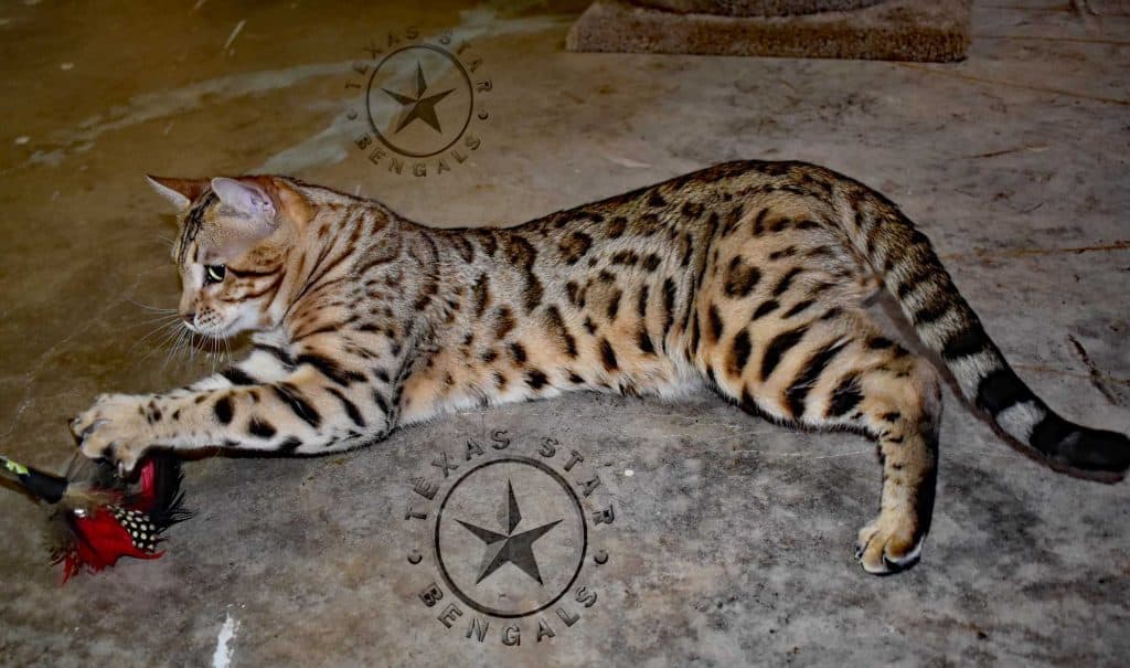 TexasStar Bengals