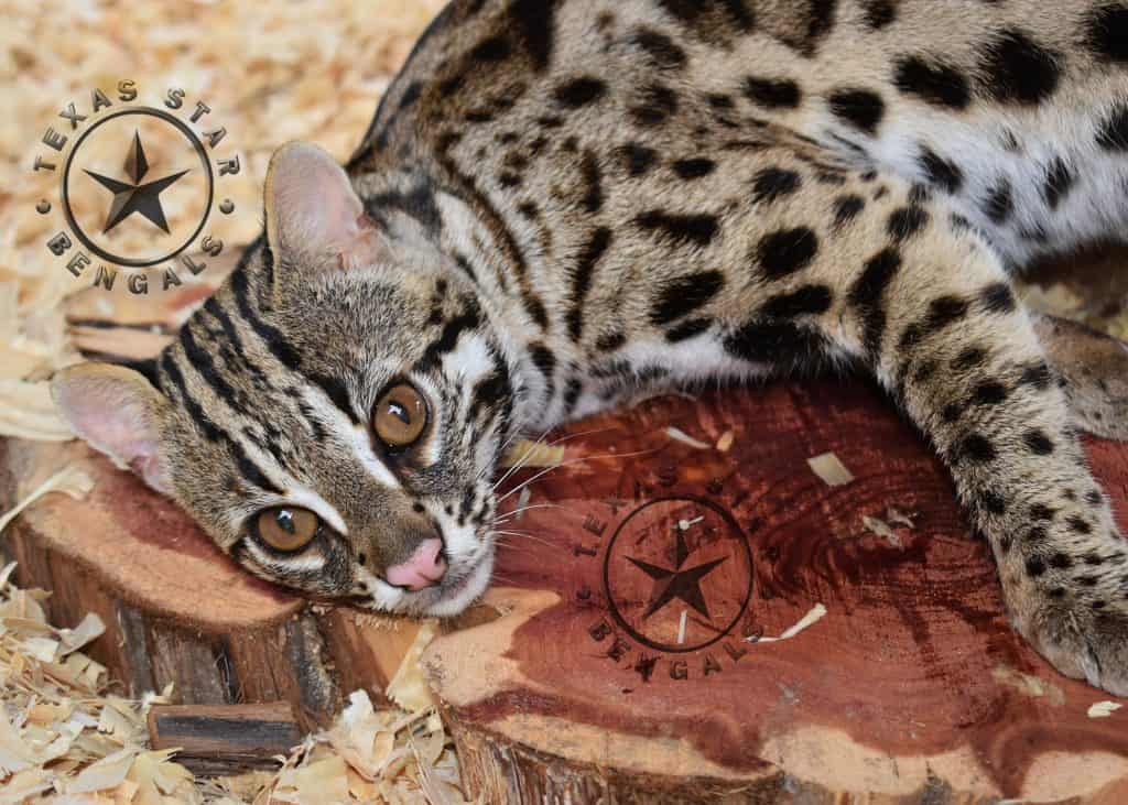Asian Leopard Cat Colt
