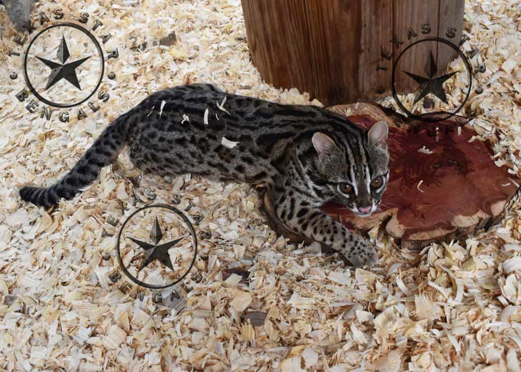 Asian Leopard Cat Colt of TexasStar