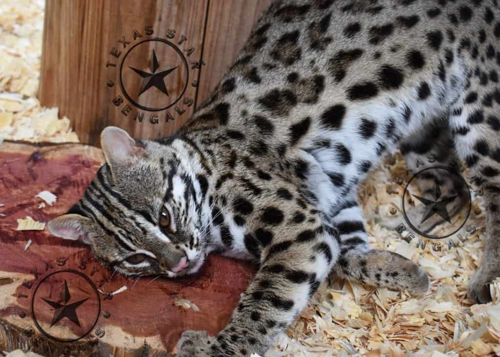 Asian Leopard Cat Colt of TexasStar Bengals
