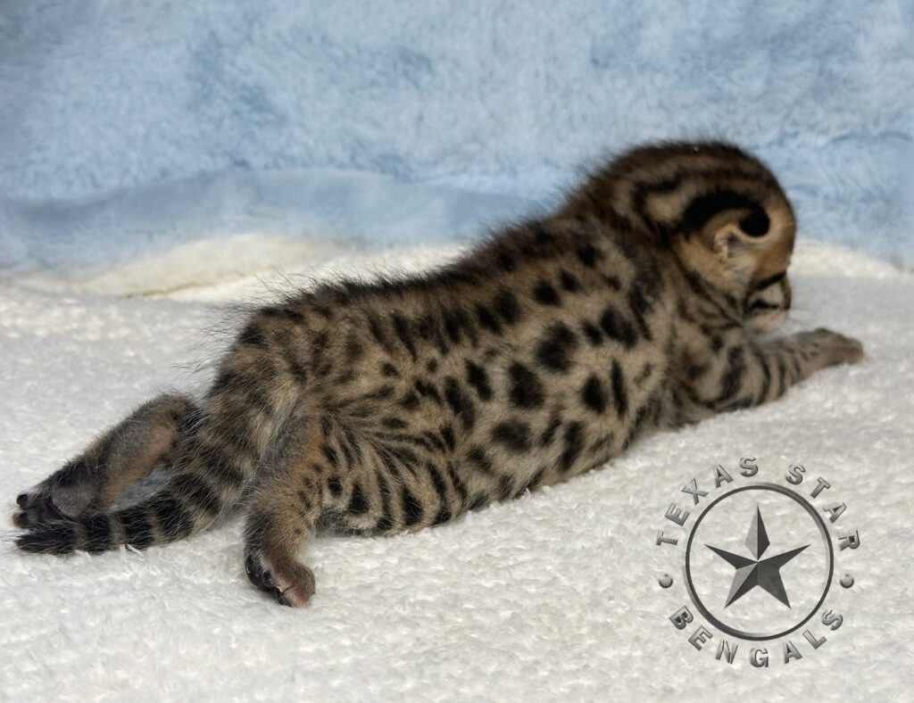 Bengal kitten for adoption