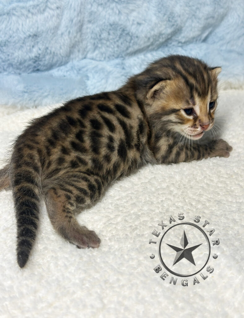 Bengal kittens For sale