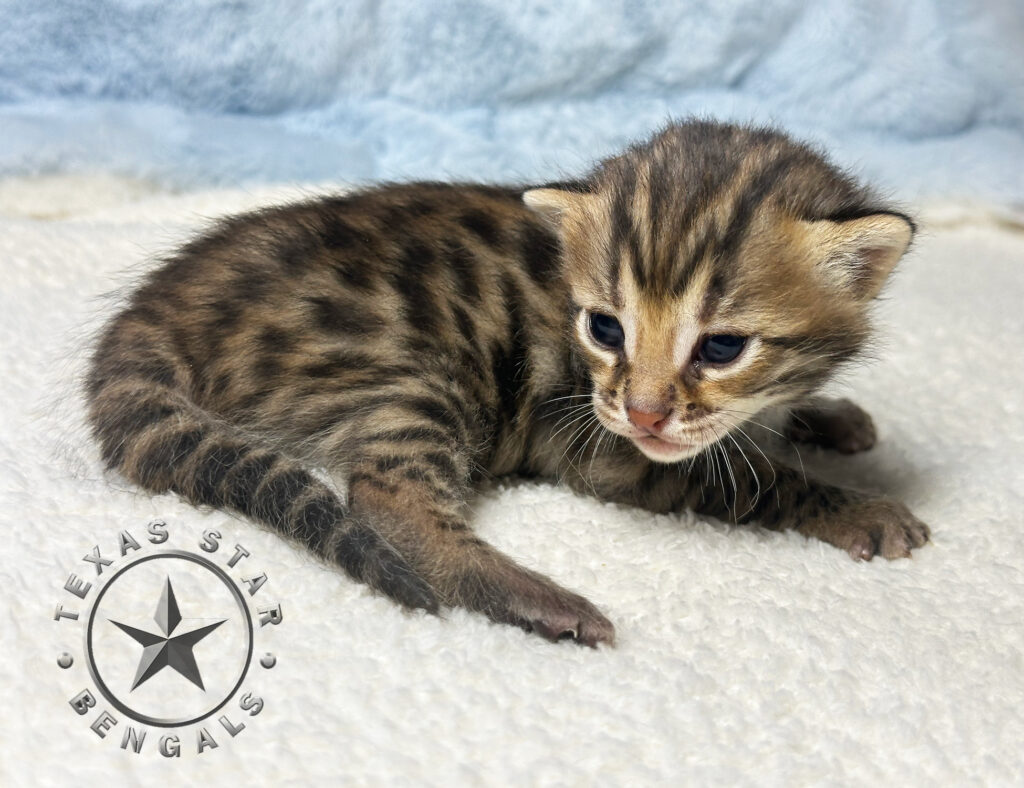 F1 Bengal kitten for sale