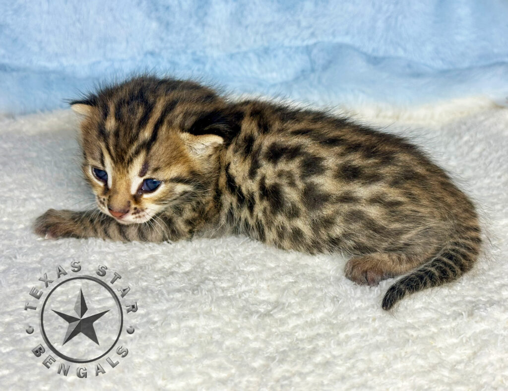 F1 Bengal kitten for Adoption