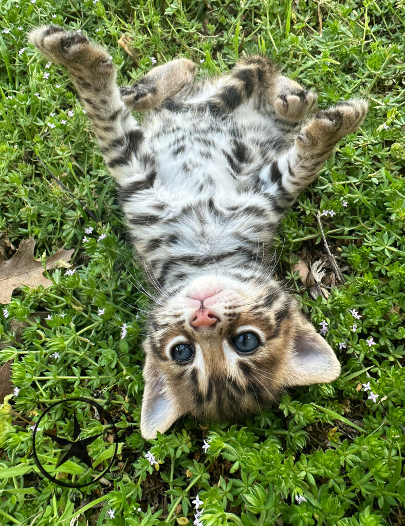 Bengal kitten for Sale