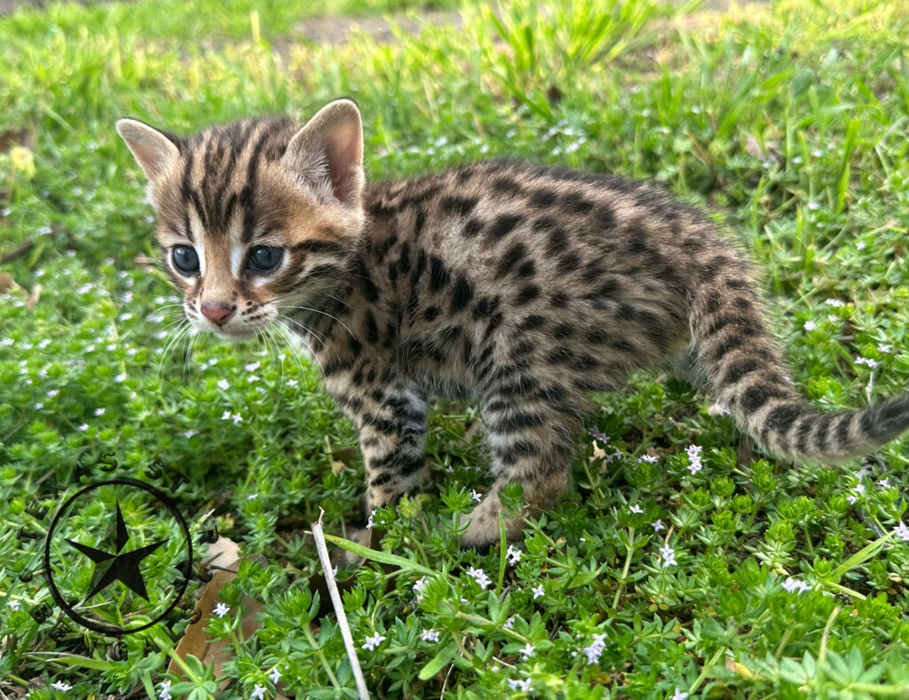 F1 Bengal kitten for sale