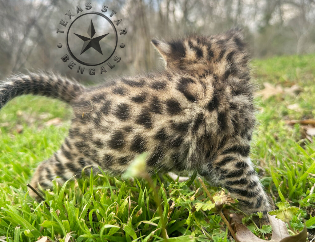 F1 Bengal kitten For Sale