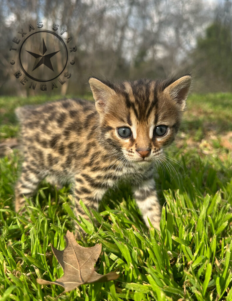 F1 Bengal kitten For Sale