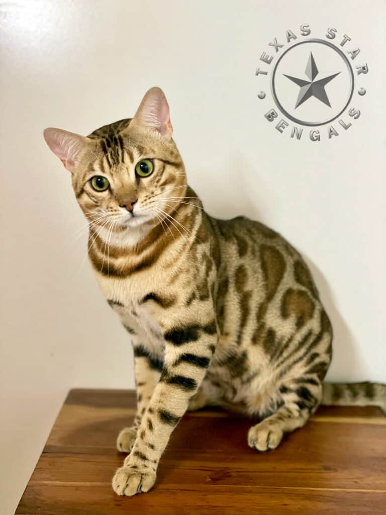 KenKen of Texas Star Bengals