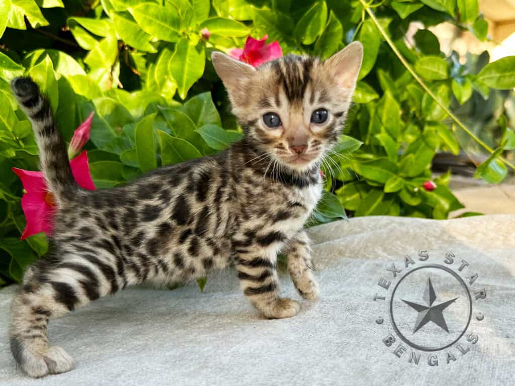 Brown Black Spotted Rosetted Bengal kitten