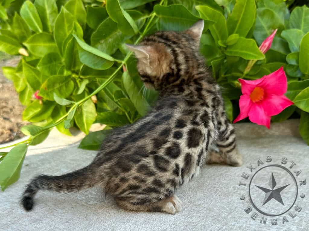 Female Bengal Kitten for Sale