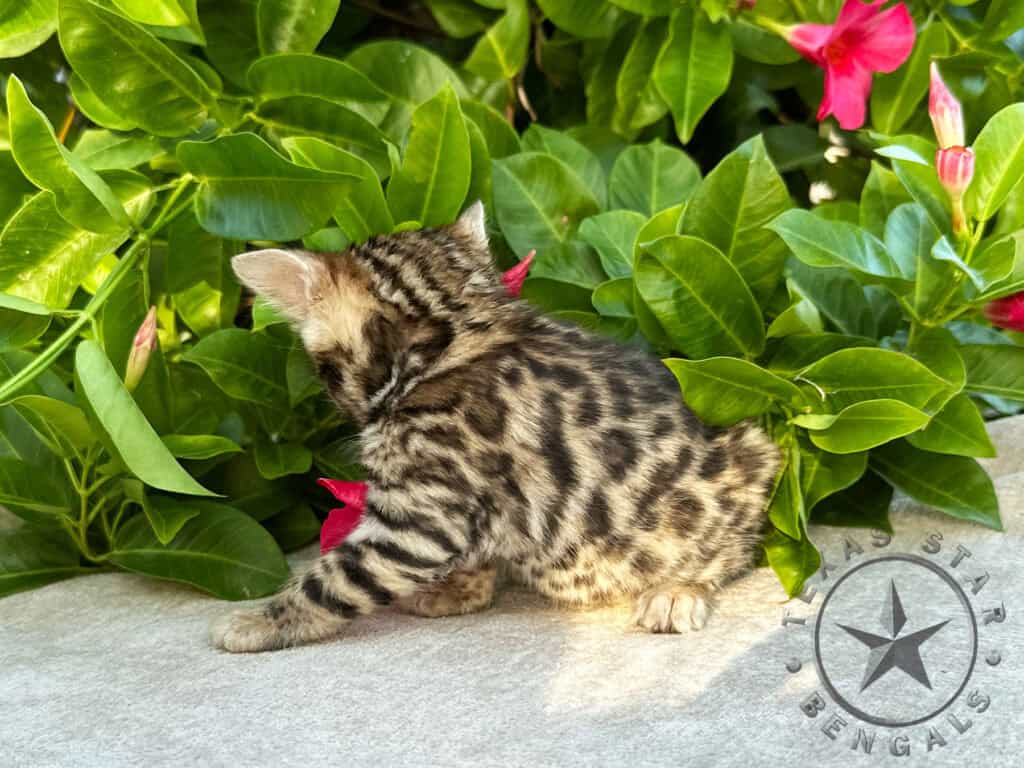 Female Bengal kitten For Sale