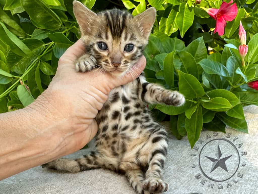 Female Bengal Kitten For Sale