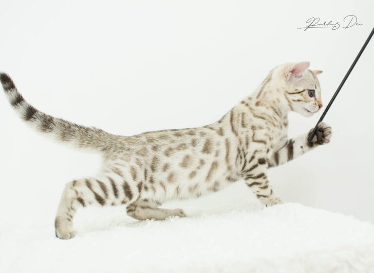 Seal Sepia Bengal Female