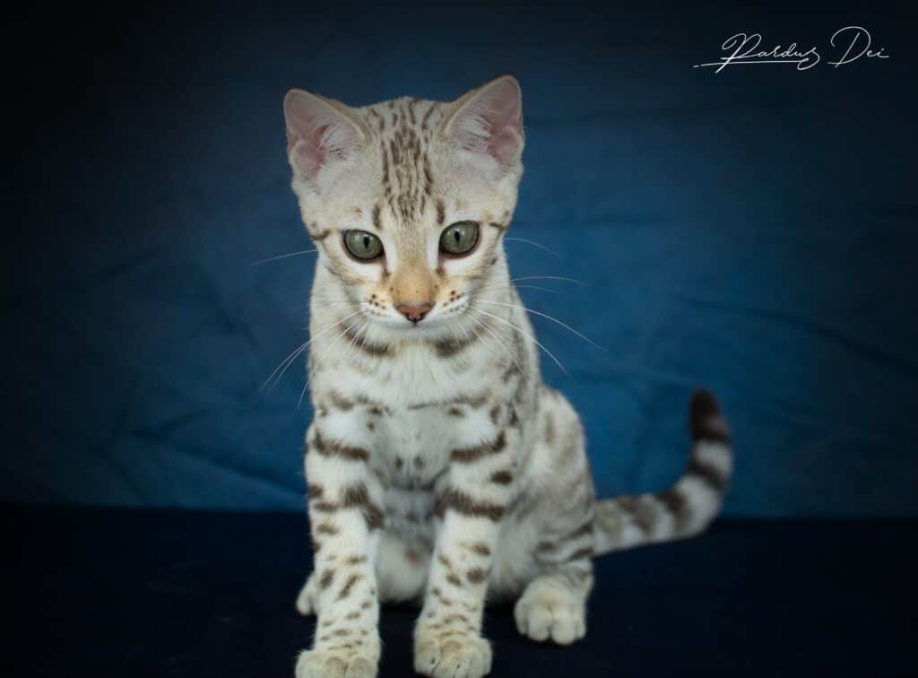 Seal Sepia Spotted Bengal