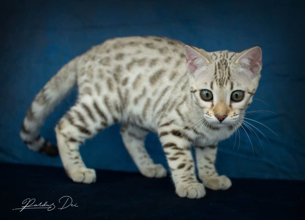 Bengal Female Texas Star