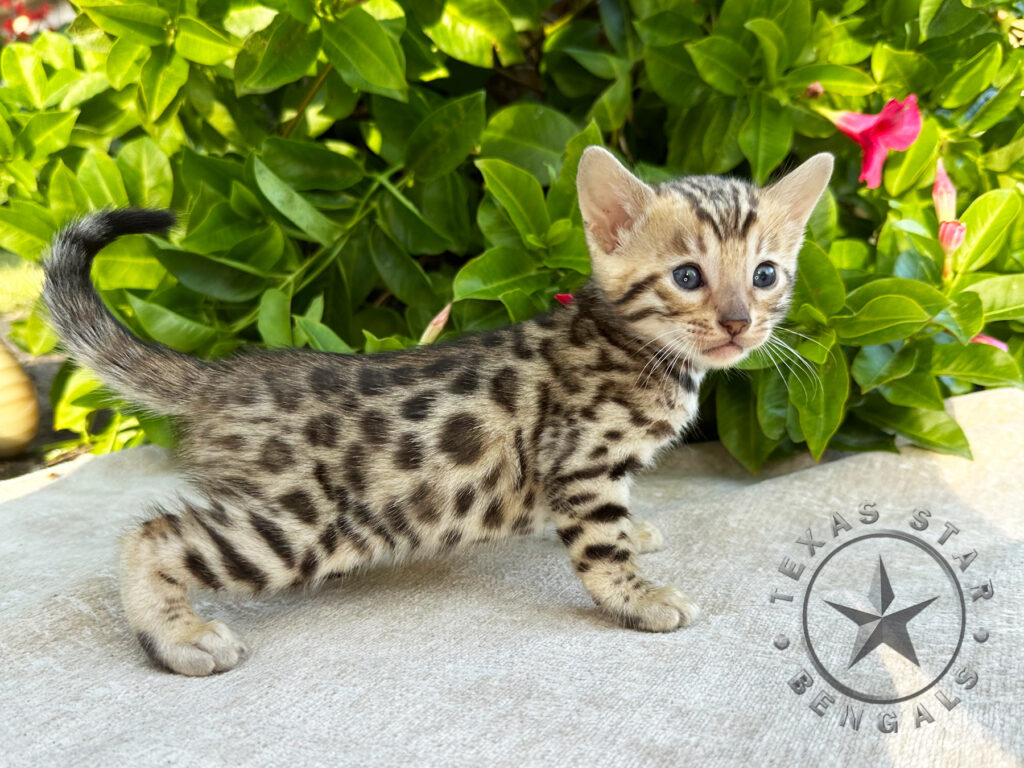 Male Bengal Kitten For Sale