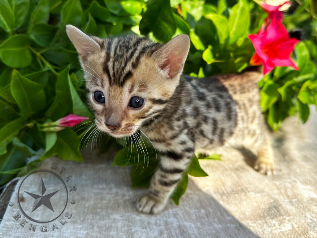 Bengal Kitten For Sale