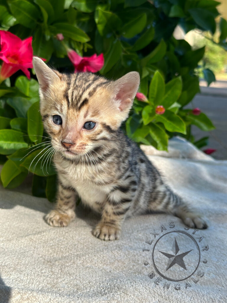 Bengal Kitten For Sale