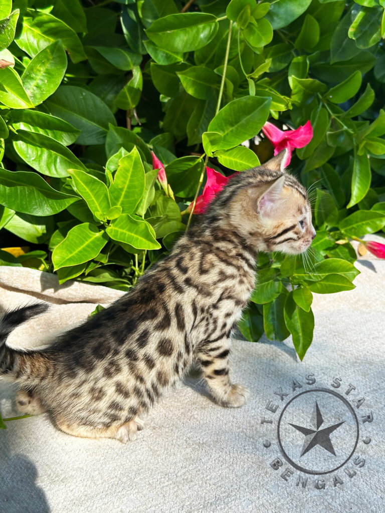 Bengal Kitten For Sale