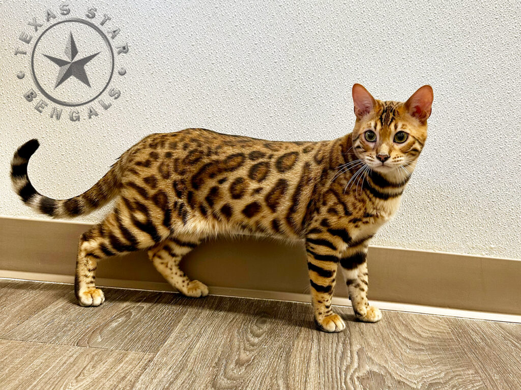 Bengal Male For Sale