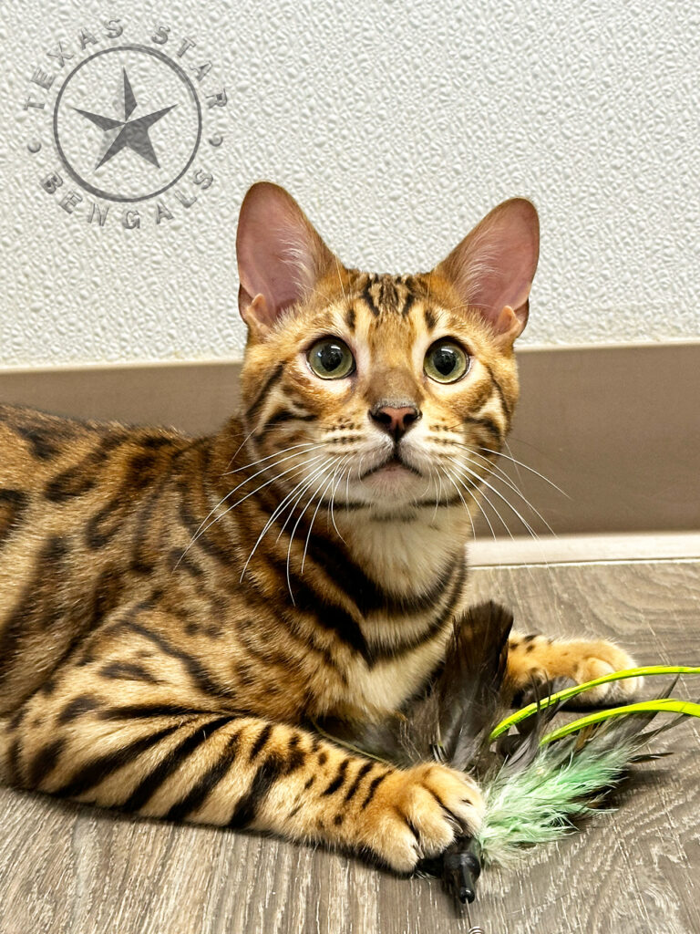 Bengal Cat for Sale