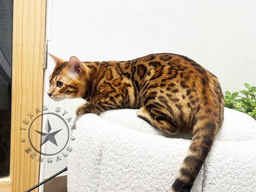 Bengal for Sale