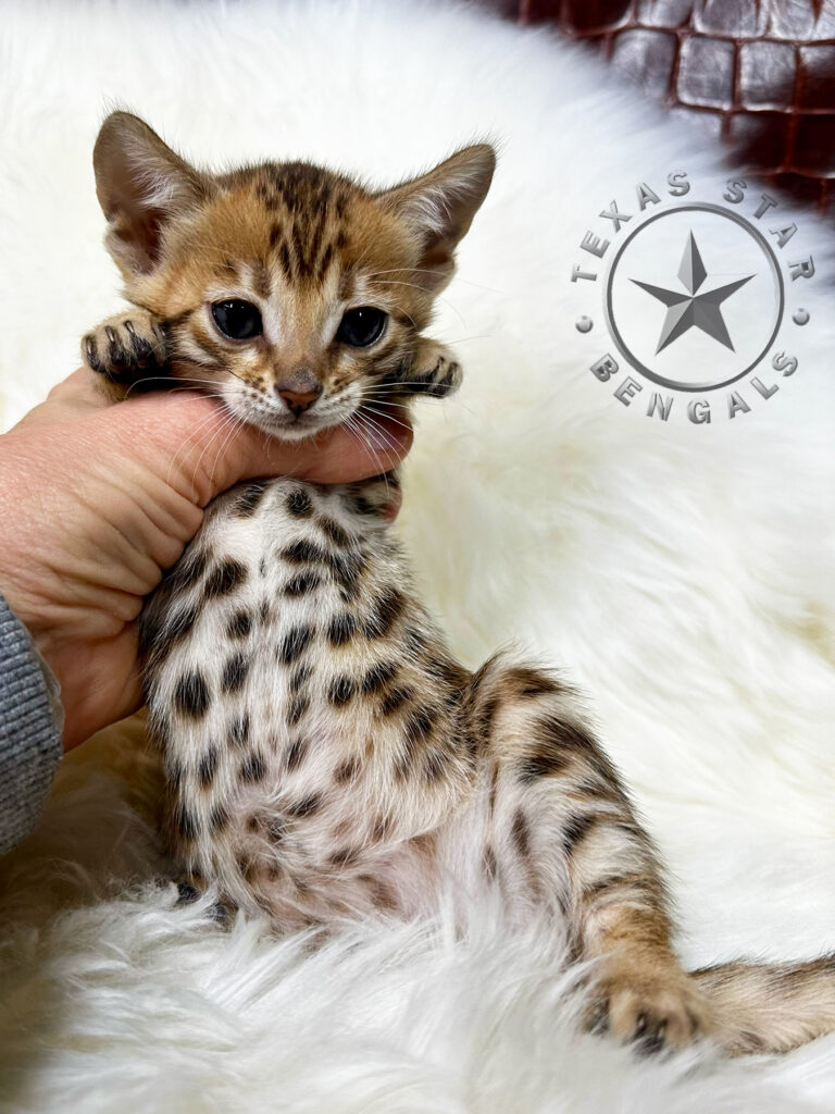 Bengal kitten for sale