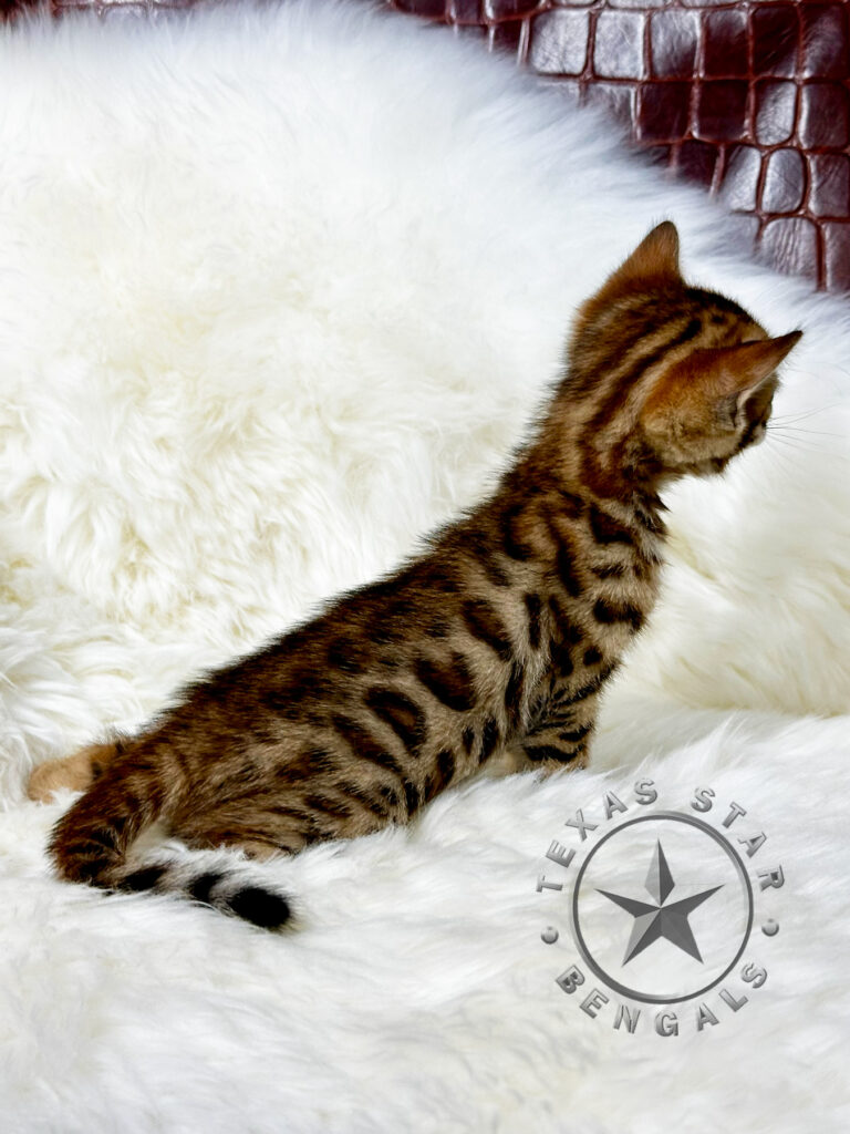 Bengal kittens For Sale