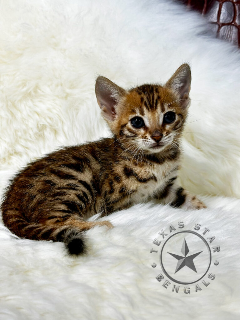 Bengal kitten For Sale