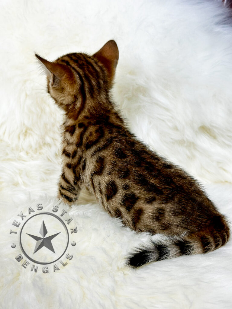 Bengal kitten for Sale