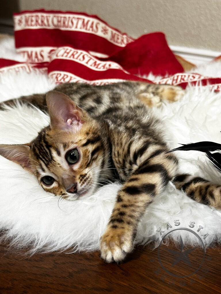 Female Bengal Kitten For Sale