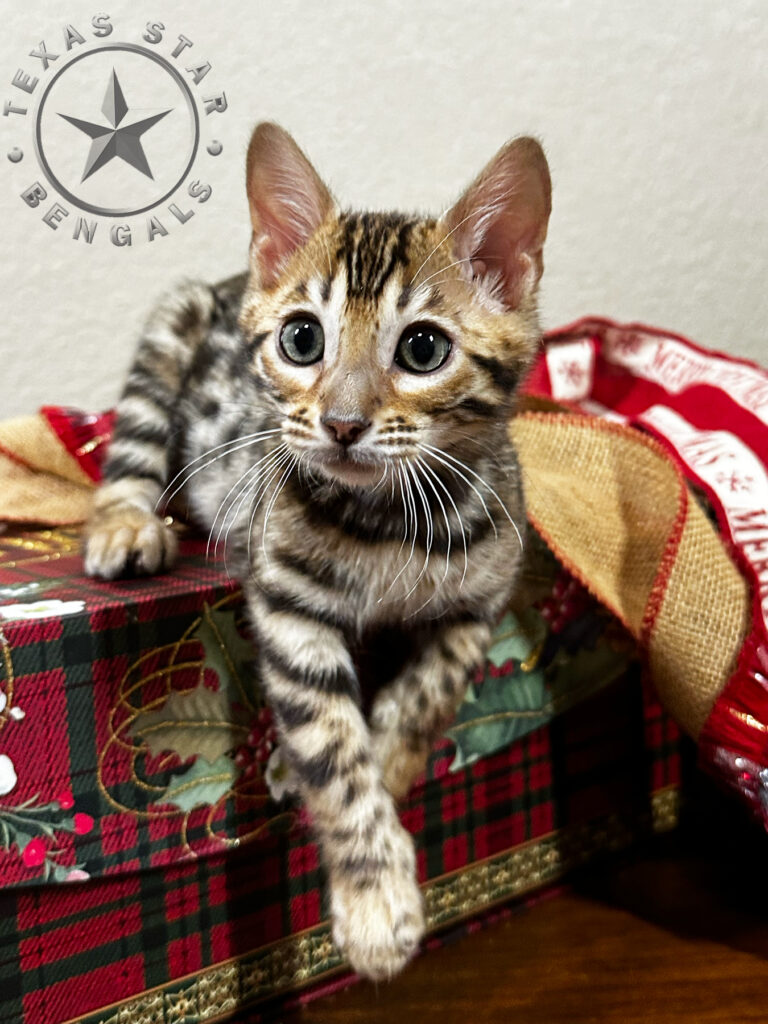 Bengal kitten for Sale