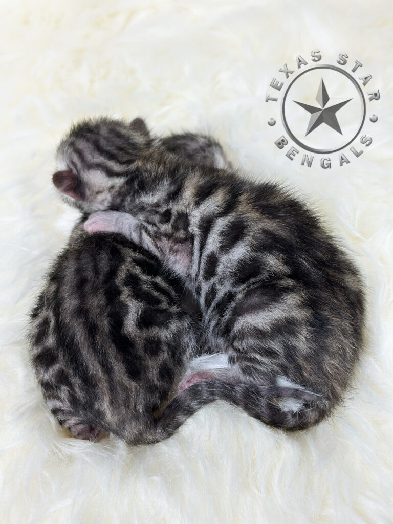 Silver Bengal kittens for sale