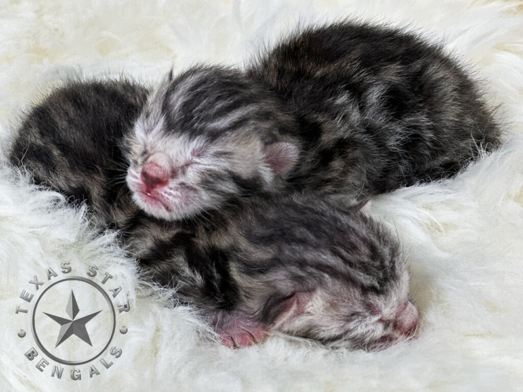 Silver Bengal kittens For Sale