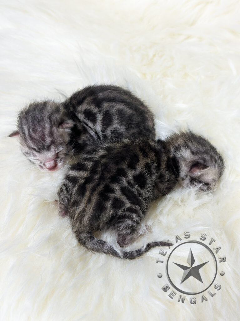 Bengal kittens for sale