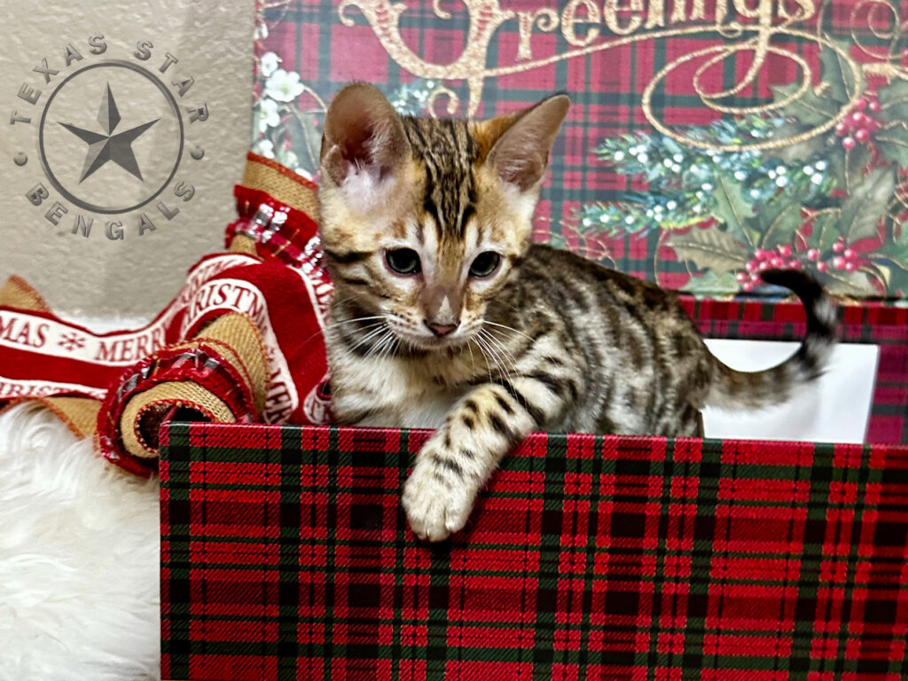 Bengal Kitten For Sale