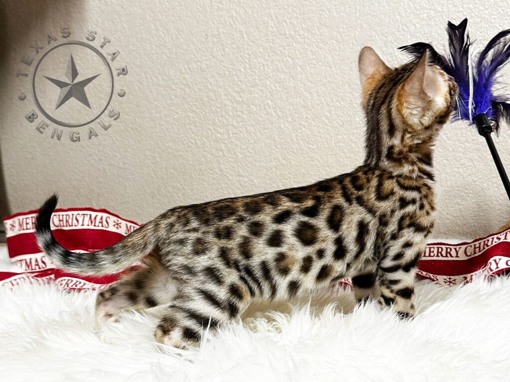 Bengal Kitten For Sale