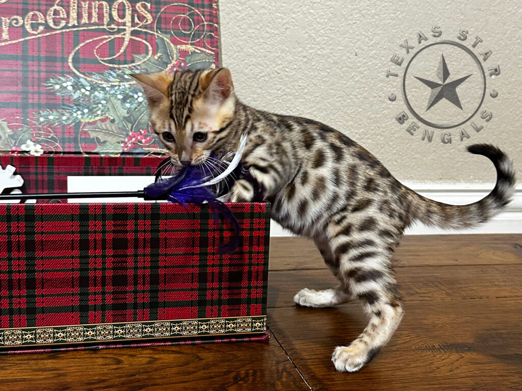 Bengal kitten for sale