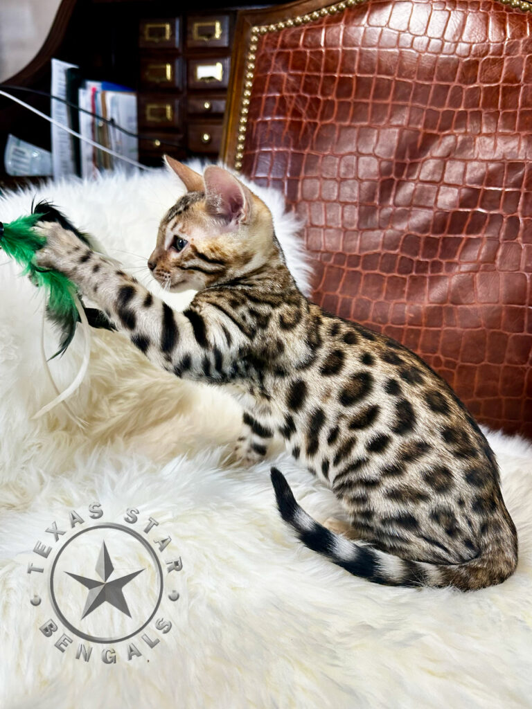 Bengal Kitten for Sale