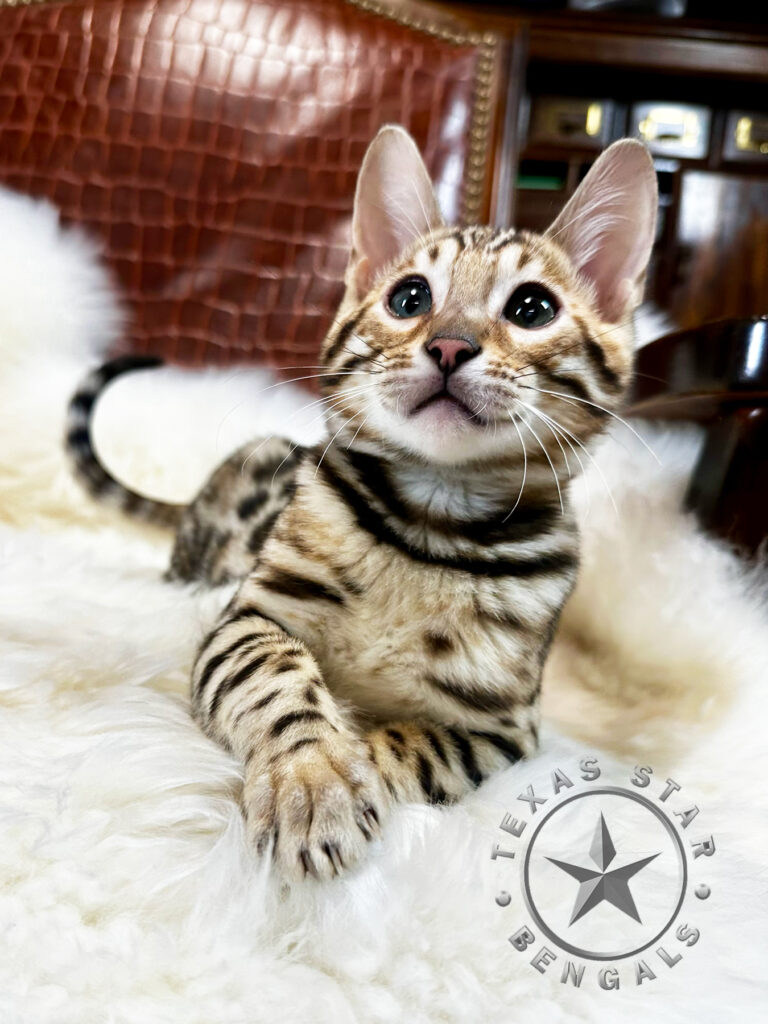 Bengal Kitten for sale