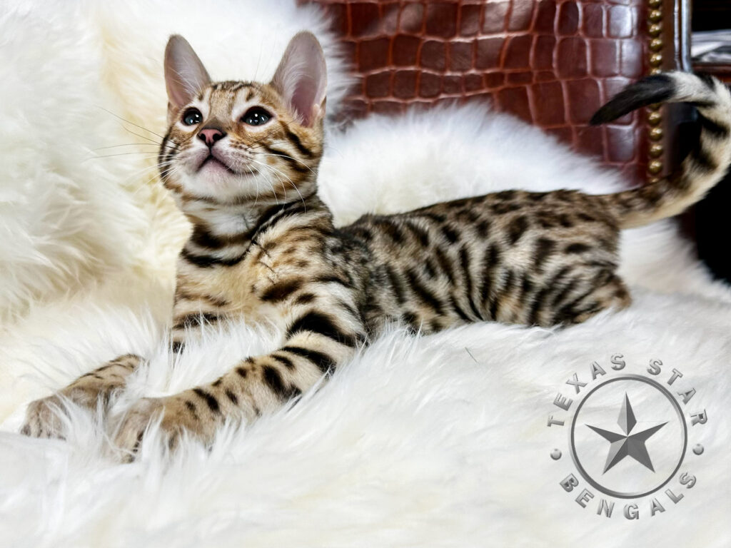 Bengal kitten for Sale