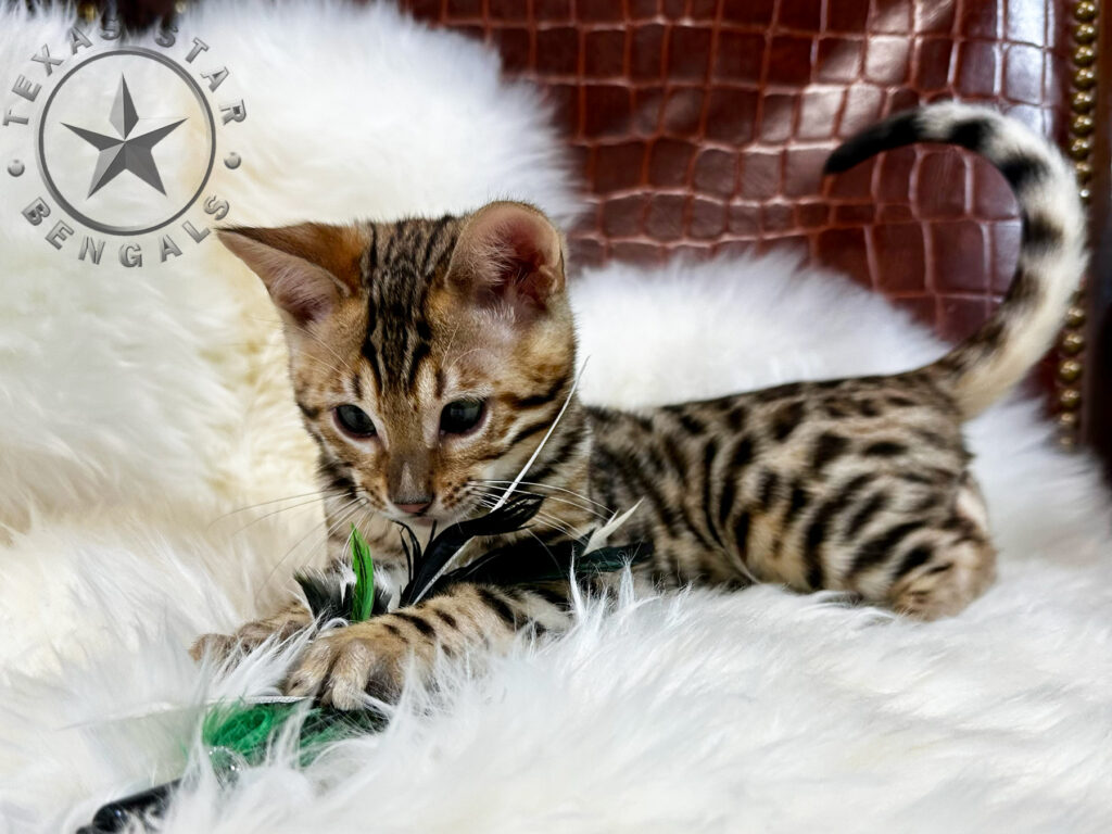 Bengal Kitten For Sale