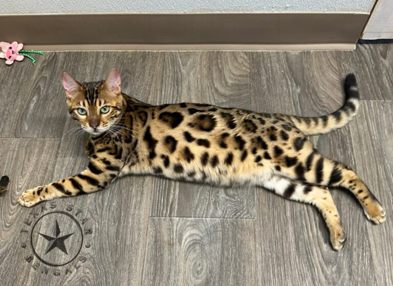 Bengal Queen of TexasStar