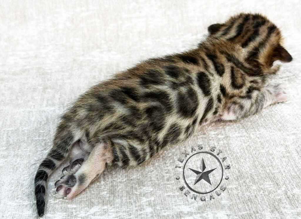 Bengal kitten For Sale