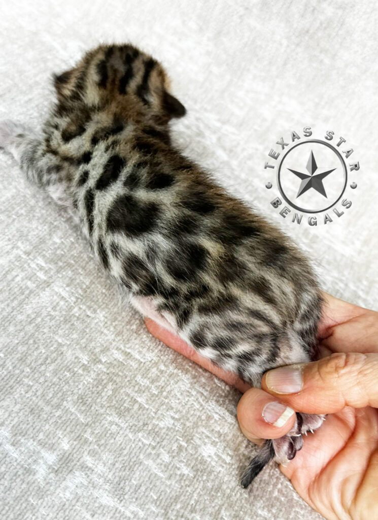 Brown Black Spotted Bengal kitten For Sale